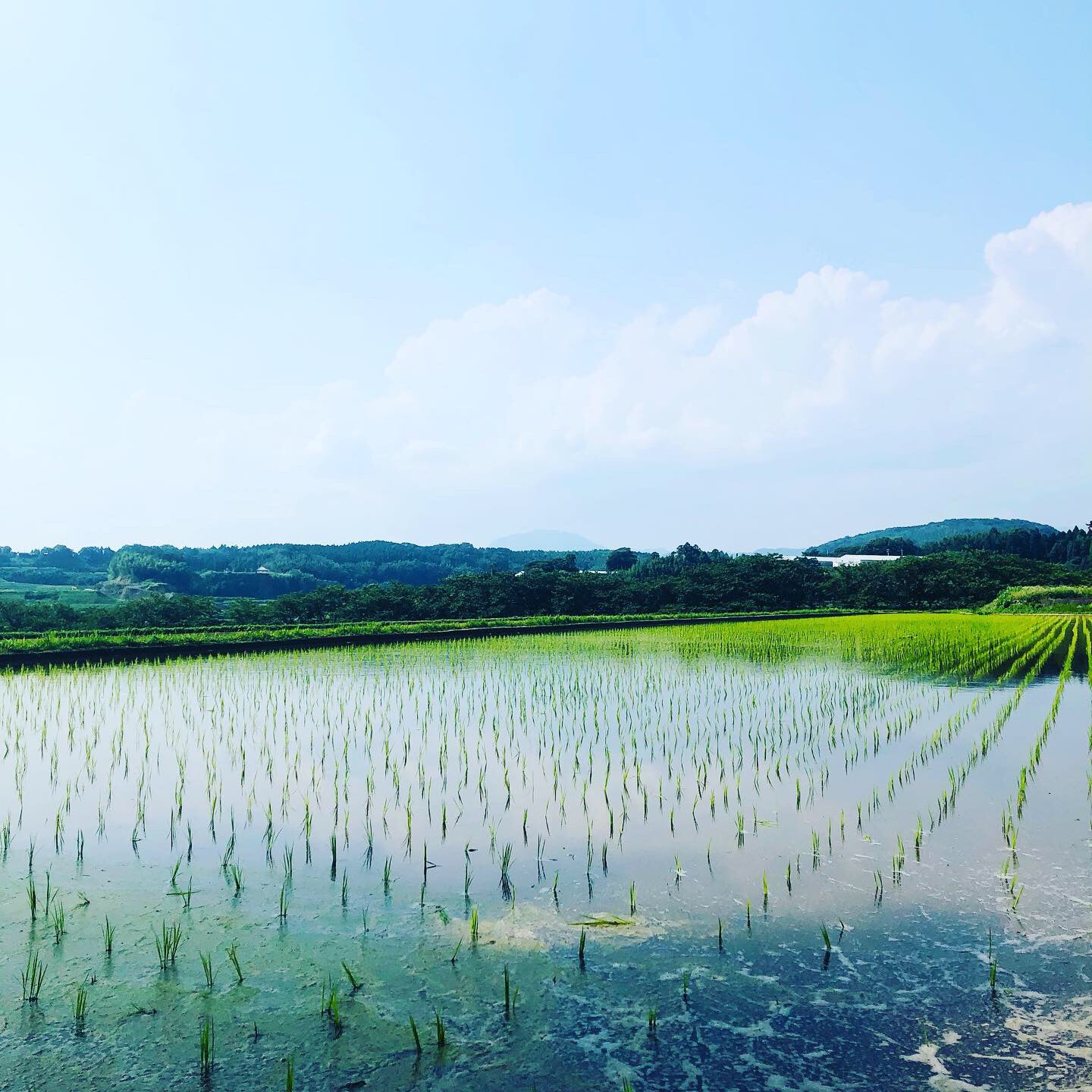 ろのわの水田です。とても綺麗なので空が反射してくっきり見えます
